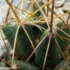 01b_ Coryphantha _macromeris ssp.runyonii _SB855_ 03